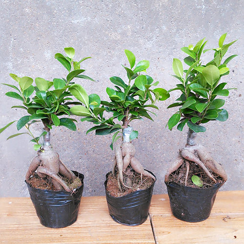 绿植四季常青耐寒造型小叶榕树