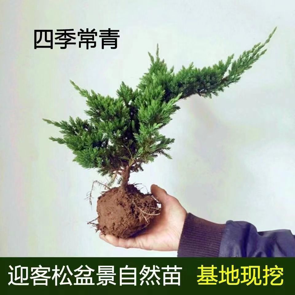 地柏苗四季常青庭院植物铺地柏珍珠柏盆景松柏树室内迎客松盆栽花