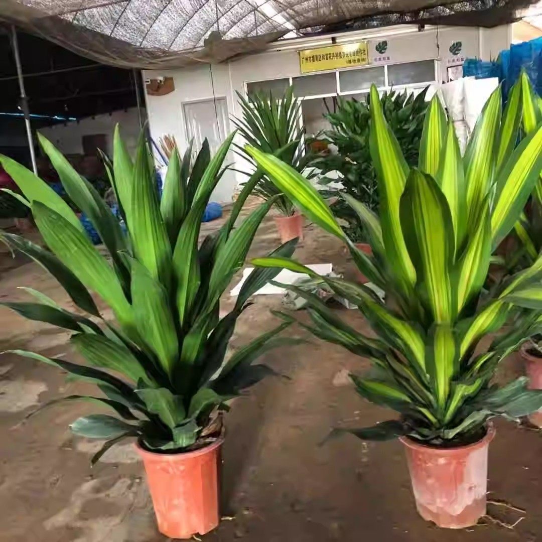 金心也门铁巴西铁巴西木龙须树绿植室内花卉观叶植物盆栽发财树