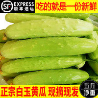 顺丰海阳白玉黄瓜嫩生吃小黄瓜新鲜水果富硒蔬菜5斤孕妇整箱包邮