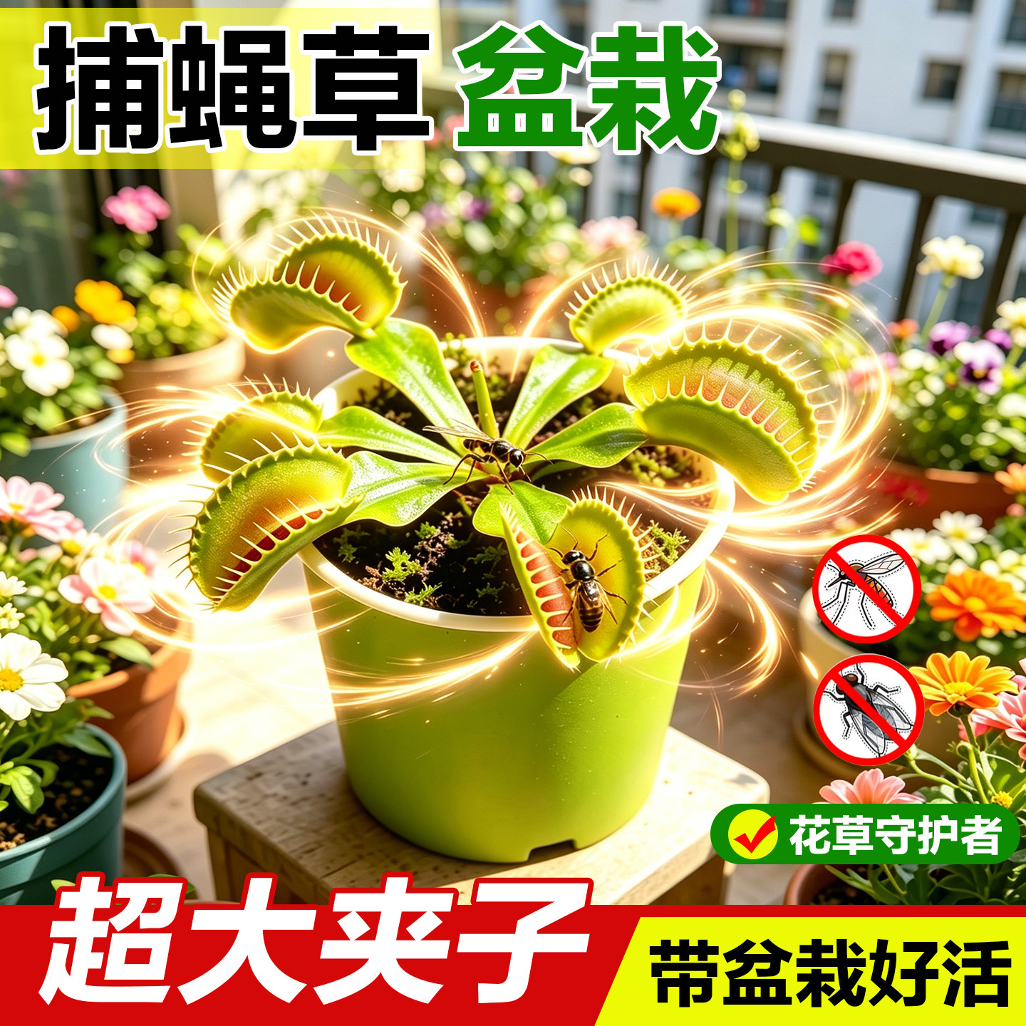 巨型捕蝇草猪笼草盆栽超大夹子食虫植物驱蚊草室内办公室趣味绿植
