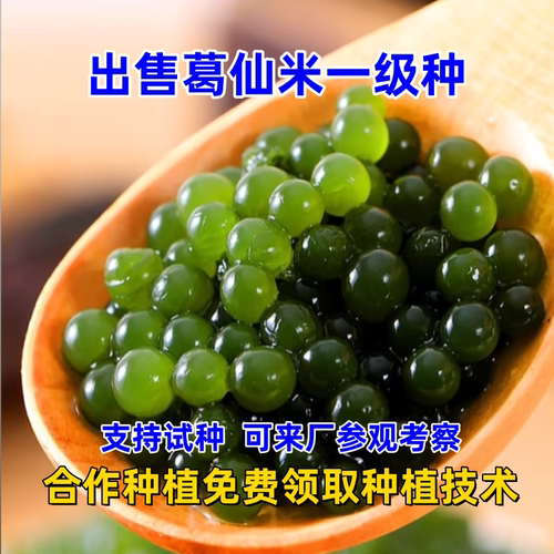葛仙米一级种免费领种植技术