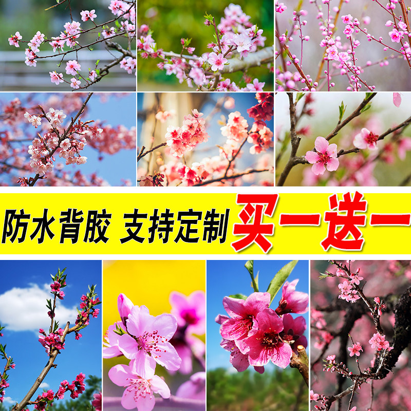 桃花桃树海报春景大尺寸卧室防水壁纸装饰画宿舍墙贴书房挂画芯