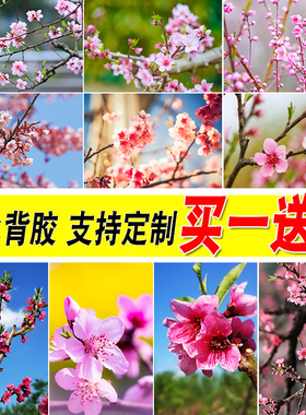 卧室宿舍书房桃花桃树海报墙贴