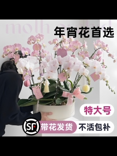 特大号蝴蝶兰盆栽带花客厅带花苞年宵花卉大花型10支8株花苗双剑