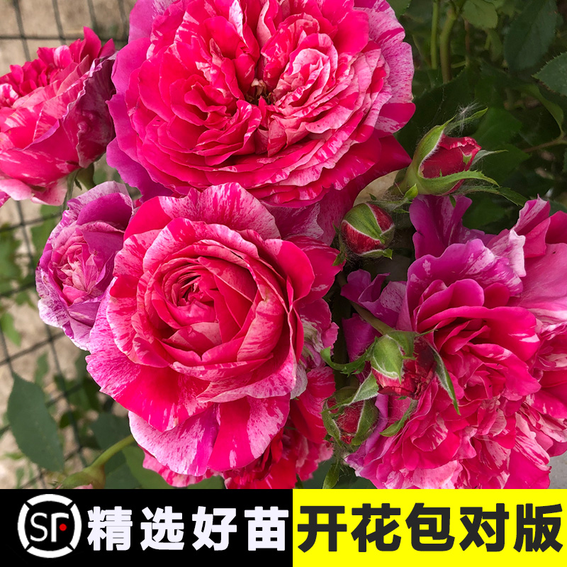 伊蕾莎斯特莎诗特爬藤蔷薇月季大花浓香多头四季开花阳台庭院