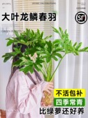 春羽水培植物大叶龙鳞春羽桌面绿植室内老桩盆栽四季 常绿好养易活