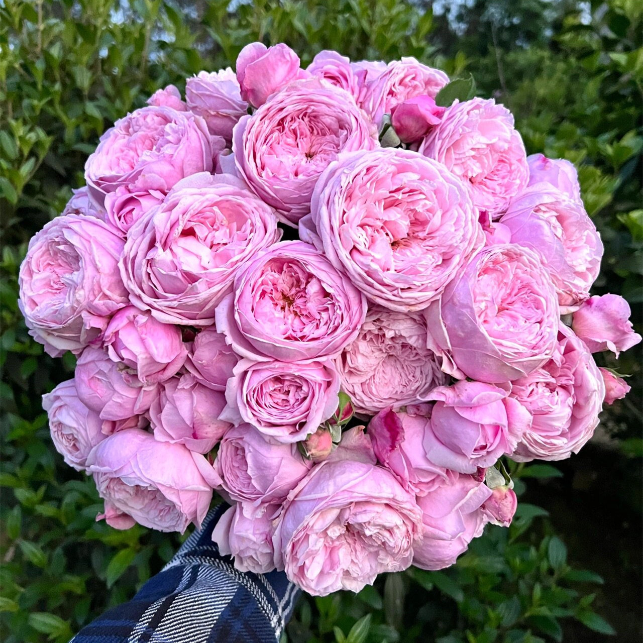 欧月自由精神大苗奥斯汀玫瑰花盆栽庭院阳台爬藤本月季大花浓香