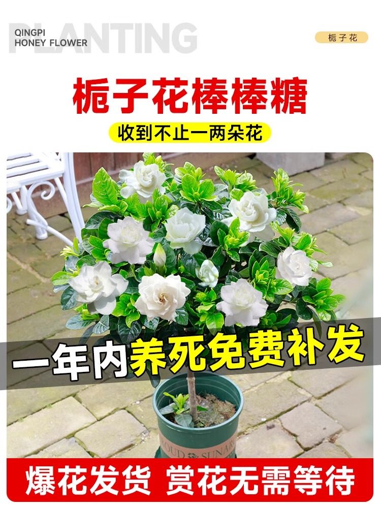 独杆棒棒糖栀子花盆栽带花苞大叶老桩栀枝树苗牡丹循环开花卉植物