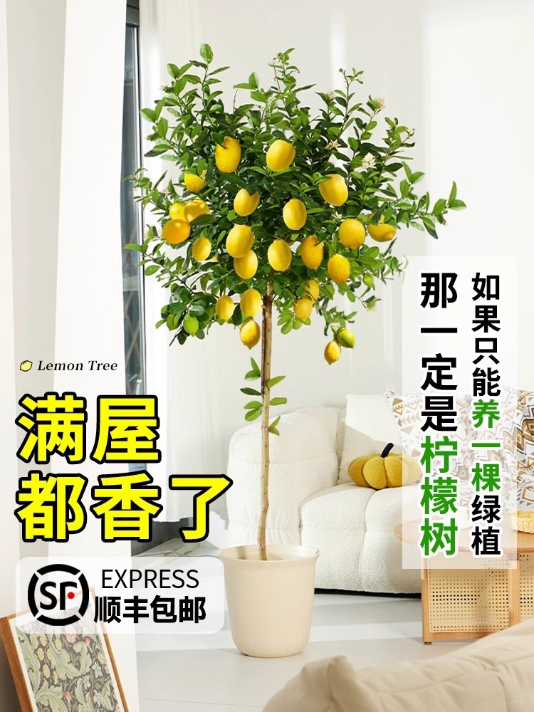 柠檬树大型盆栽带果四季结果室内客厅植物可食用阳台花卉绿植盆景