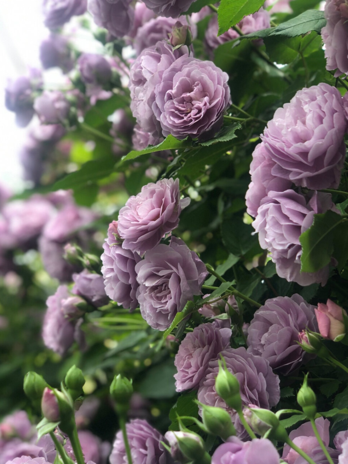 蓝紫色花藤本季薰草花环微香庭扬梦（鲜院四季开花衣卉欧月蔷月薇-封面