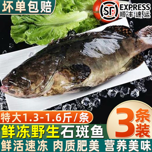 新鲜石斑鱼深海野生石斑鱼冷冻特大老虎斑红口斑珍珠斑商用顺丰