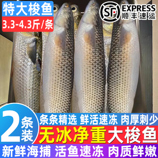 鲜冻海梭鱼淄鱼鲜活速冻新鲜海捕红眼梭鱼批发新鲜冷冻整条大梭鱼