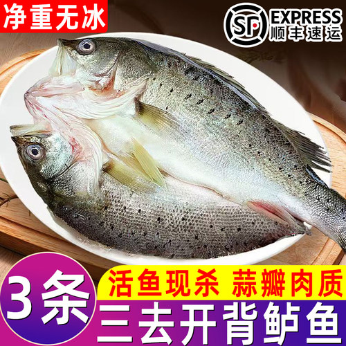开背海鲈鱼新鲜商用去鳞去腮
