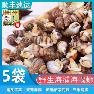 海瓜子鲜冻海螺丝鲜冷冻海瓜子鲜冻海锥海钉麻辣海螺食材海丁