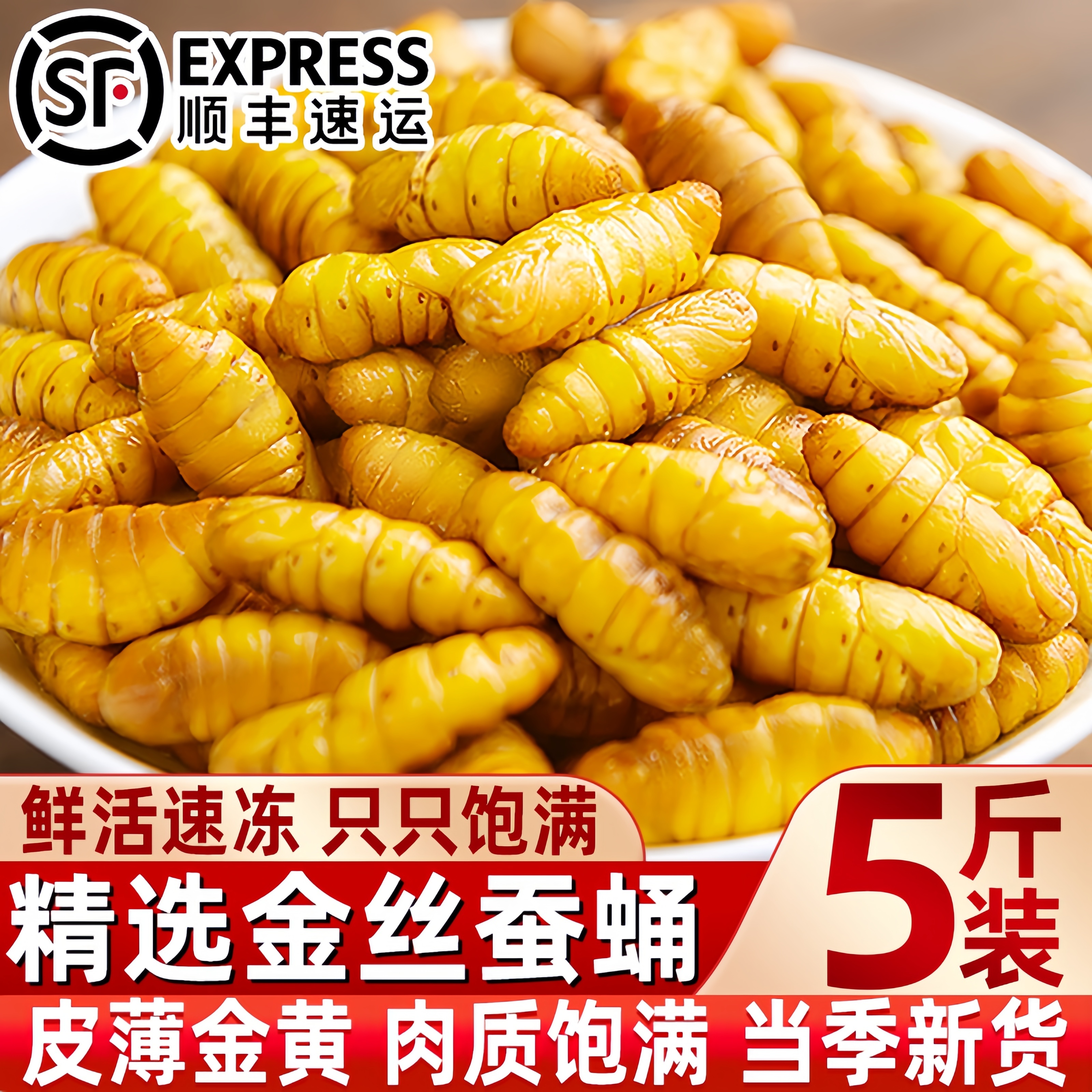 金丝蚕蛹鲜活新鲜冷冻顺丰包邮