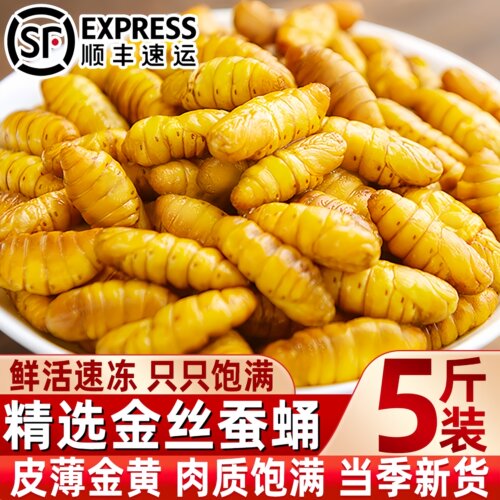 金丝蚕蛹鲜活新鲜冷冻顺丰包邮