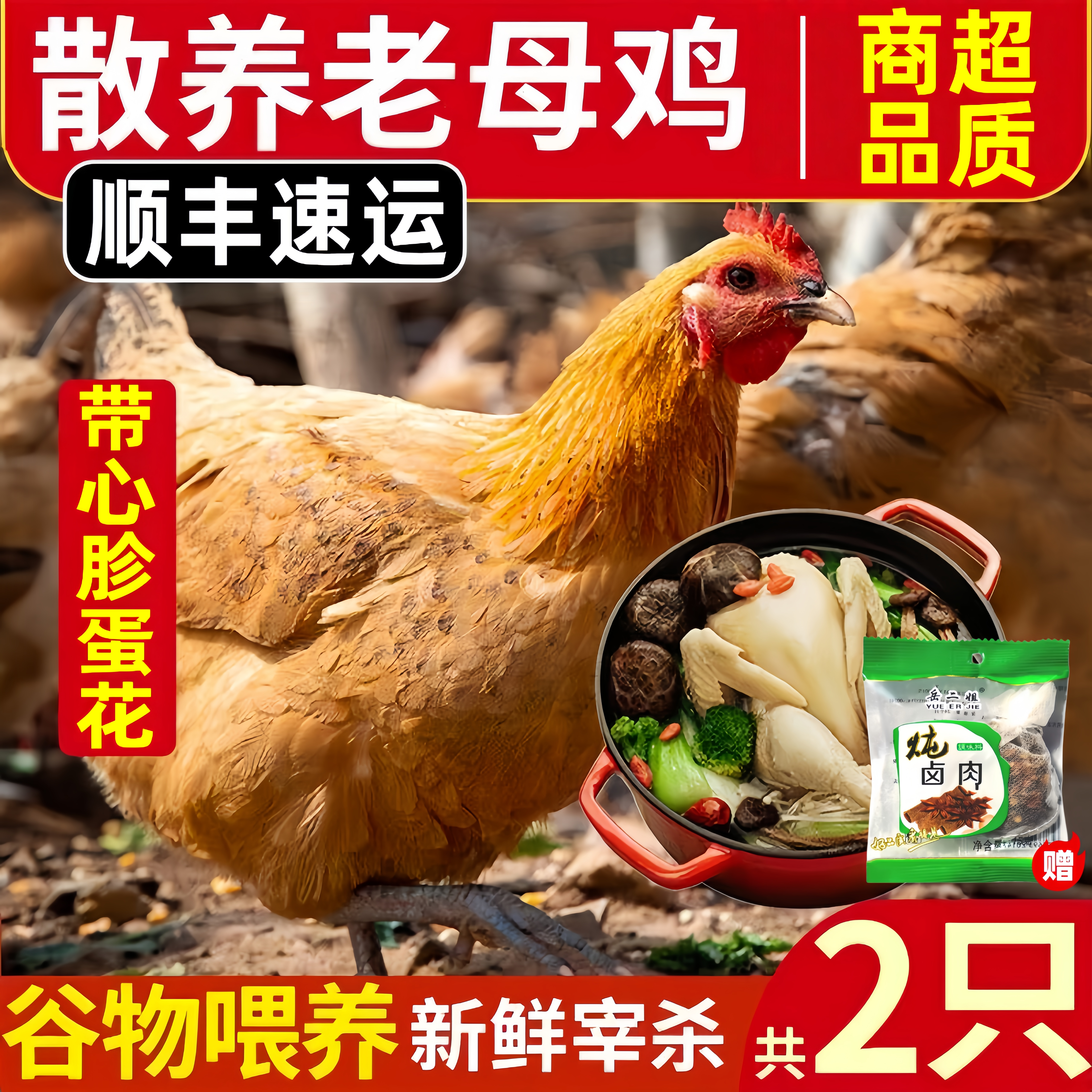 山东聊城散养黄油母鸡现杀煲汤
