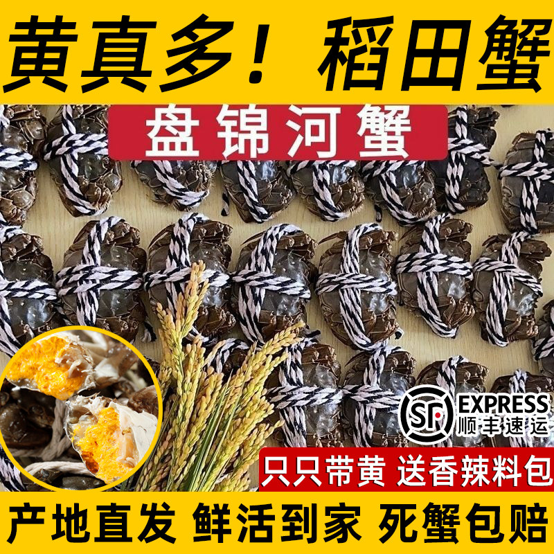 盘锦鲜活六月黄公河蟹