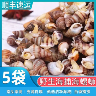 海瓜子鲜冻海螺丝鲜冷冻海瓜子鲜冻海锥海钉麻辣海螺食材海丁