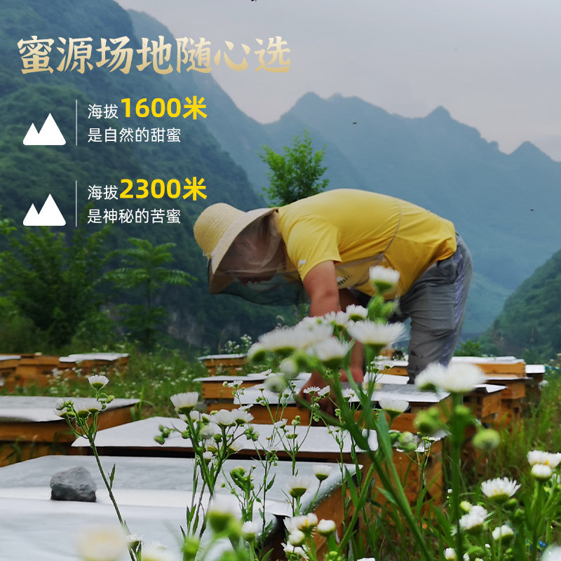 春归巢认养一箱蜂秦岭深山纯正天然野生土蜂蜜