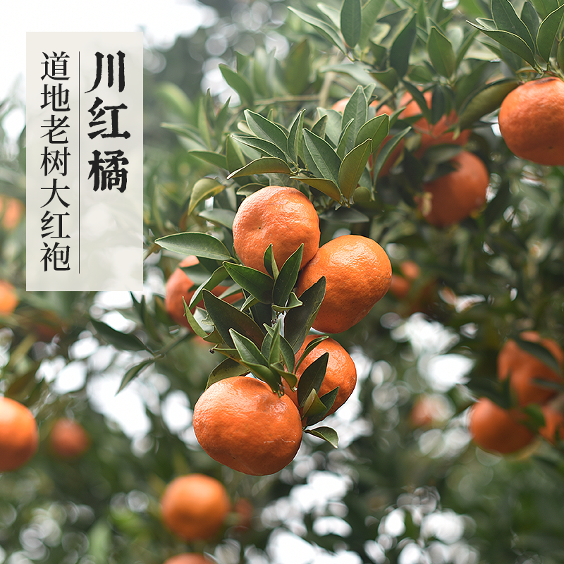 正宗老树川红橘大红袍 万物本草红橘同货源红桔陈皮送橘叶