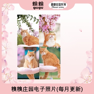 糗糗-庄园猫猫电子照片