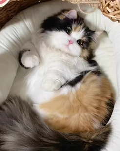 猫咪链接，不支持七天无理由