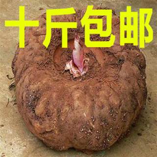 云南魔芋新鲜头10斤包邮生魔芋灰菜现挖现发生魔芋头正宗魔芋豆腐