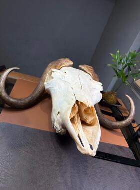 北极麝牛角 原角磨粉北极之宝无污染高端稀有送礼有面市面难寻