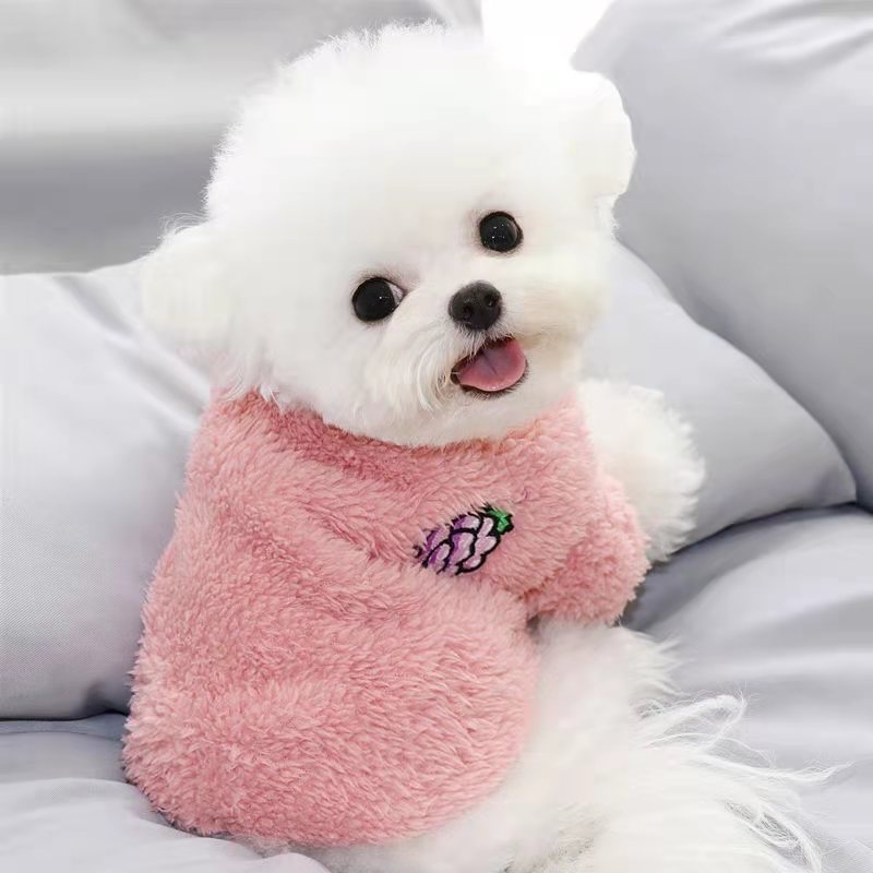纯种比熊幼犬活体比熊犬泰迪犬小型犬茶杯犬博美犬茶杯犬宠物狗狗