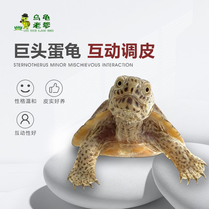 【乌龟老爹】2025年巨头全品/巨头苗/巨头蛋龟/小型龟蛋龟宠物龟