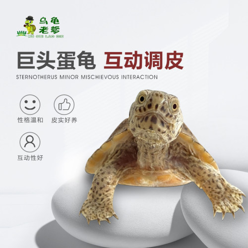巨头龟苗蛋龟类小型龟类小宠物龟