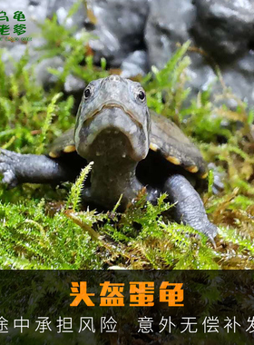 头盔龟活体头盔龟苗头盔龟活果核龟活体剃刀龟活体龟活体