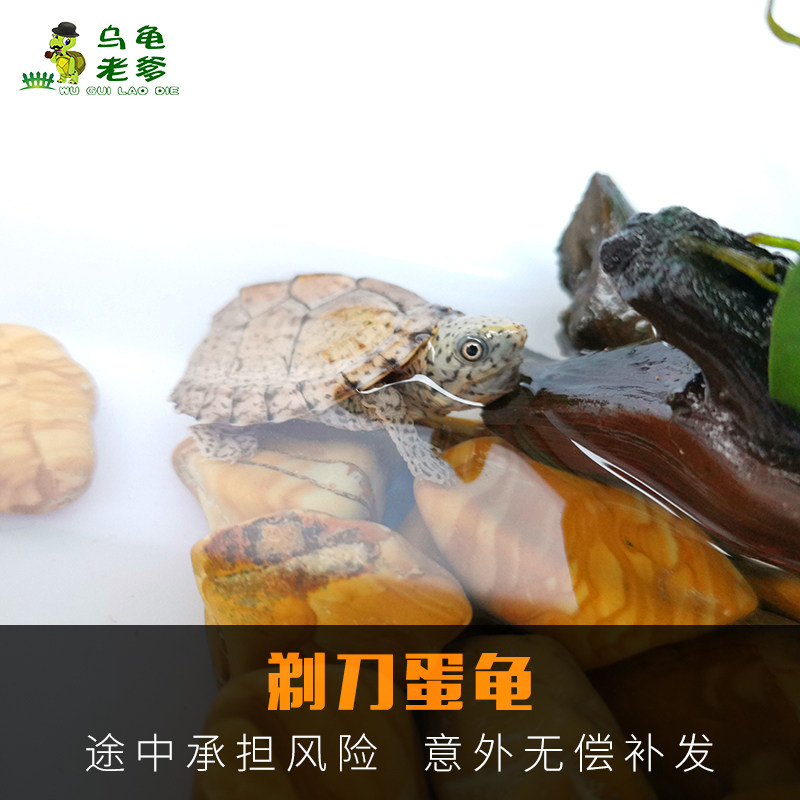 剃刀龟苗龟观赏龟乌龟麝香龟深水龟小乌龟活体物全品开食在类目 宠物/宠物食品及用品, 水族世界, 龟/鳖中 - 来自Buy2taobao.com提供专业的淘宝代购服务