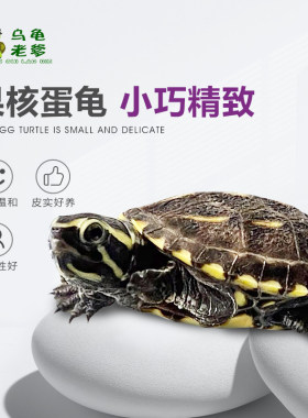 果核蛋龟宠物龟小乌龟