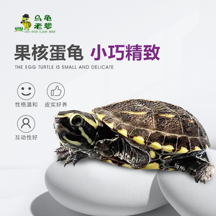 乌龟老爹2025果核龟 果核蛋龟苗 小型龟蛋龟类