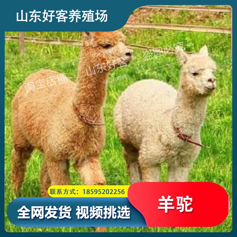 羊物宠物小羊h驼羊驼崽活羊驼萌宠景活大型区动活驼