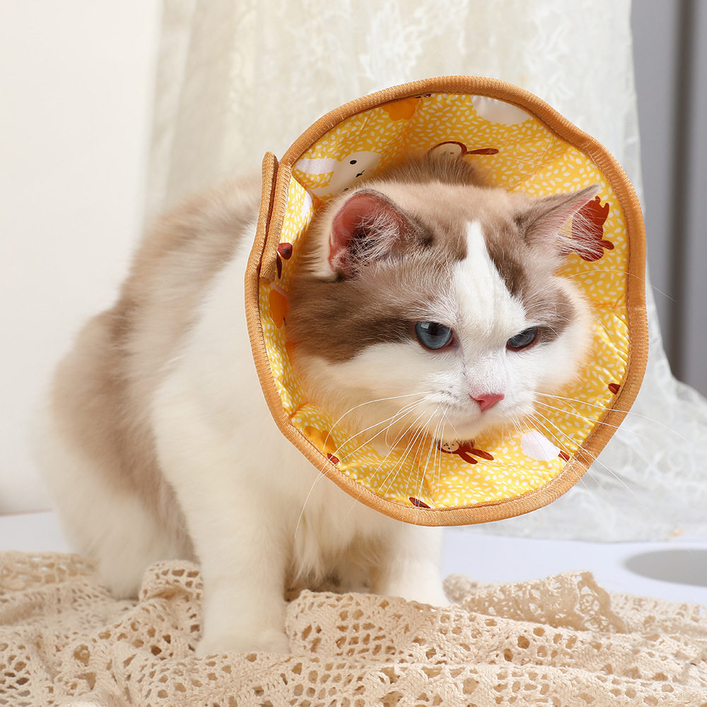 伊丽莎白圈猫咪绝育项圈