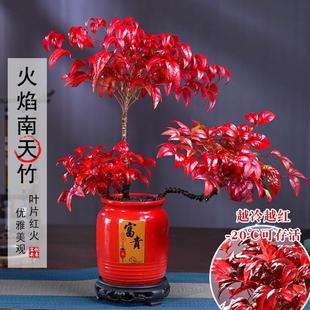 火焰南天竹客厅绿植桌面盆栽好养易活禅意创意盆景 越冷越红