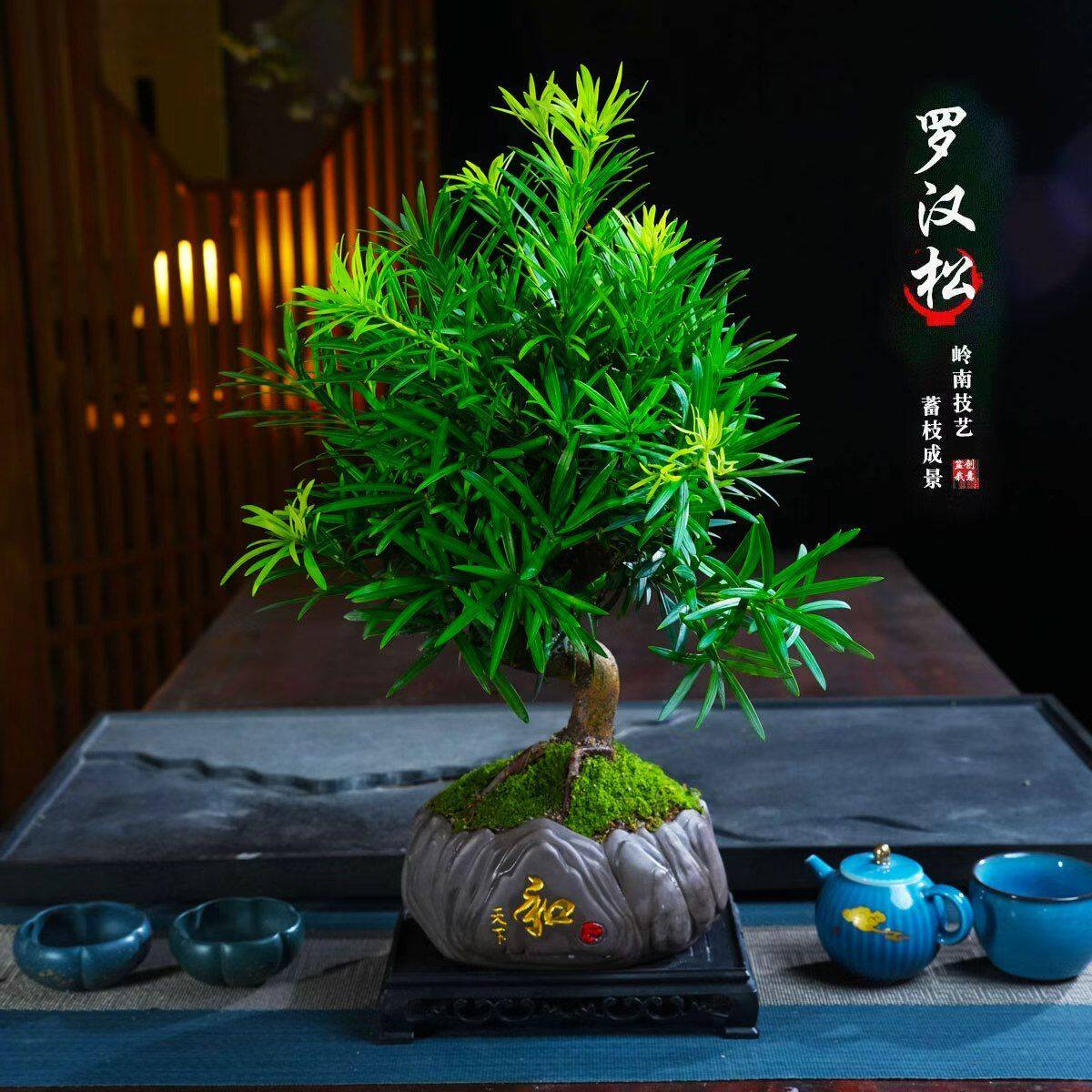 罗汉松盆景老桩植物盆栽雀舌造型桌面绿植