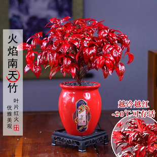 火焰南天竹客厅绿植桌面盆栽好养易活禅意创意盆景 越冷越红