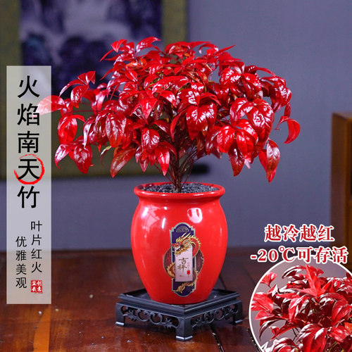 【越冷越红】火焰南天竹客厅绿植桌面盆栽好养易活禅意创意盆景