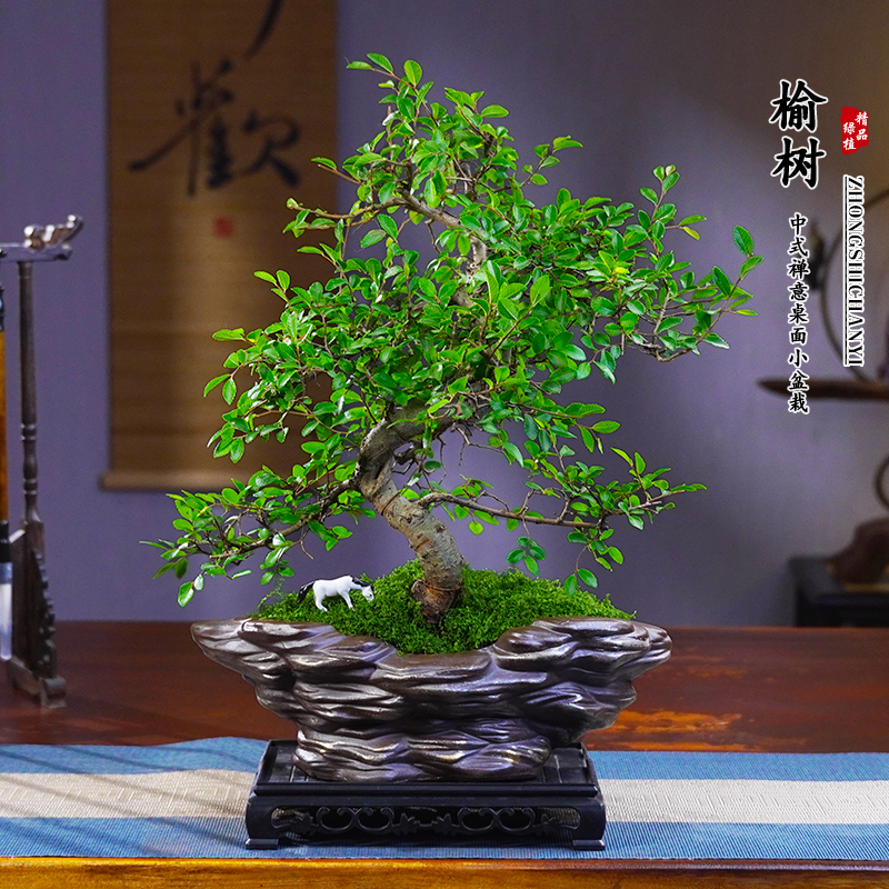 榆树盆景老桩s弯造型盆栽室内客厅阳台庭院绿植四季常青植物