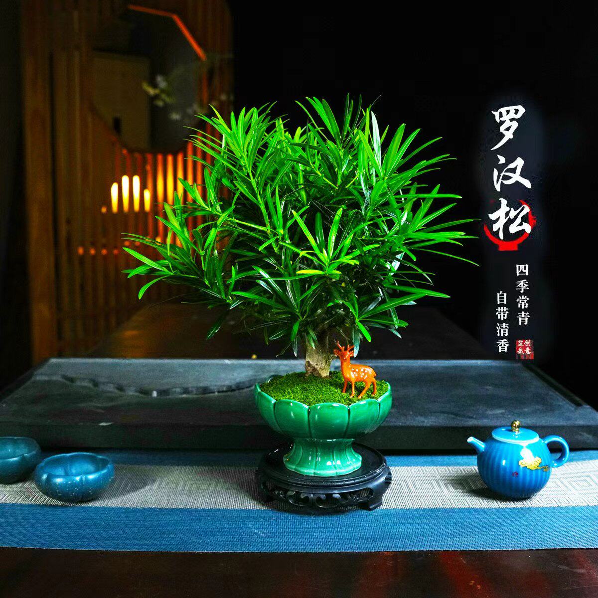 罗汉松盆景老桩植物盆栽雀舌树苗造型树室内花绿植桌面微景观好养