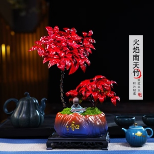 高低火焰南天竹客厅绿植桌面盆栽好养易活禅意盆景 越冷越红