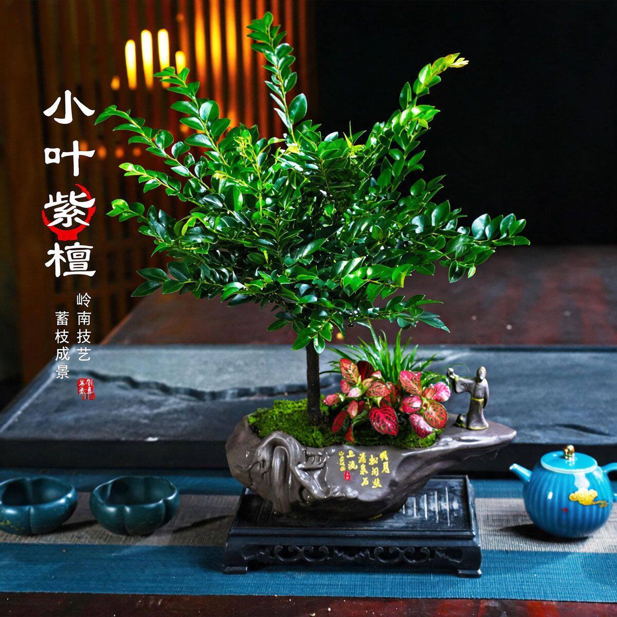 小叶紫檀黑骨茶盆景植物老桩盆栽办公室内花卉绿植四季常青