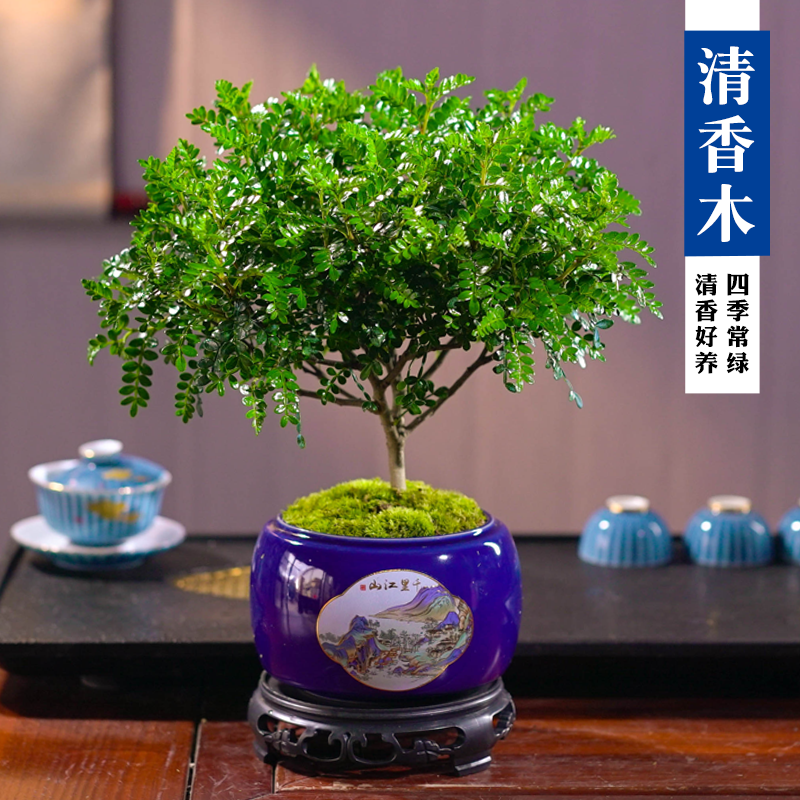 清香胡椒木盆栽书房客厅茶几
