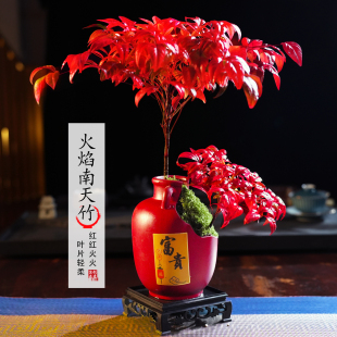 火焰南天竹客厅绿植桌面盆栽好养易活禅意创意盆景 越冷越红