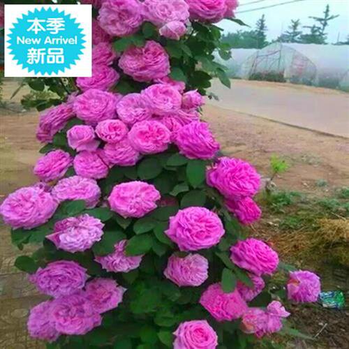 晨曦花卉价格 晨曦花卉图片 星期三